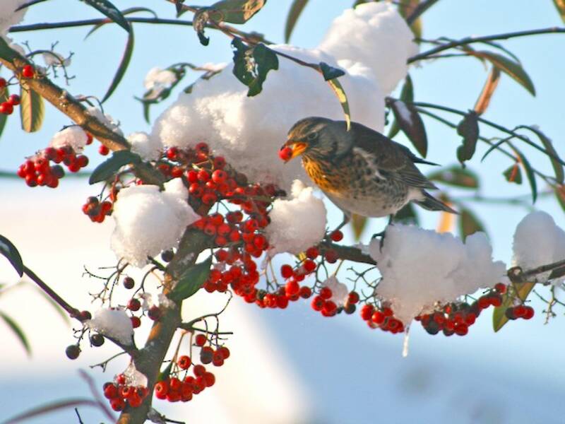 Fieldfare, 照片 2