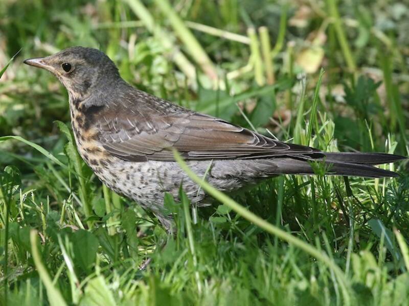 Fieldfare (Turdus pilaris)
