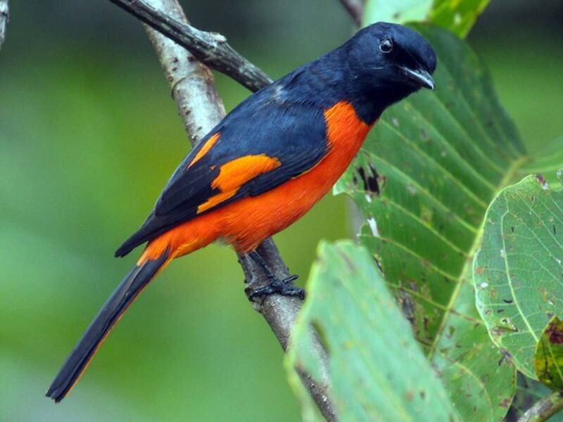 Fiery Minivet, 照片 3