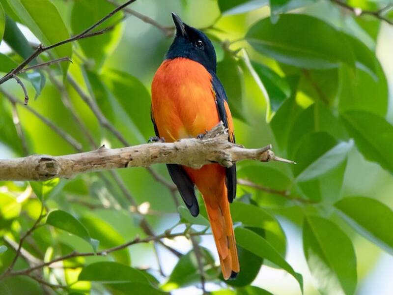 Fiery Minivet, 照片 2