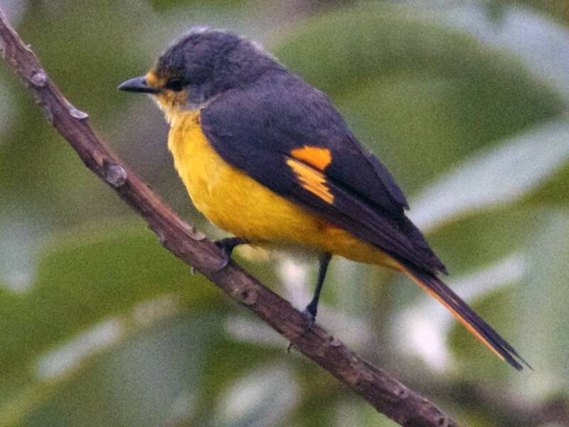 Fiery Minivet, 照片 4