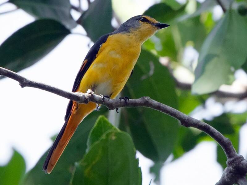 Minivet flamígero
