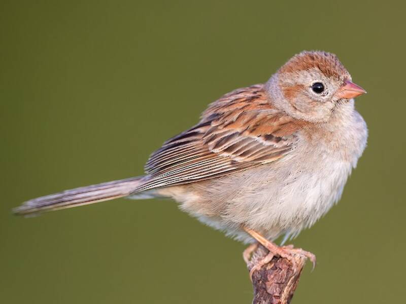 Field Sparrow, 照片 2
