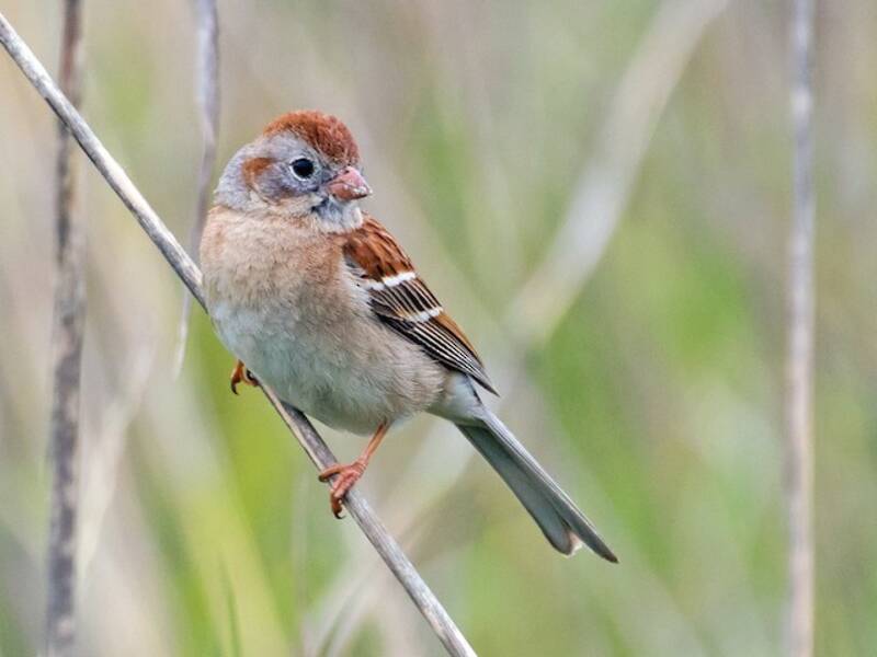Field Sparrow, 照片 4