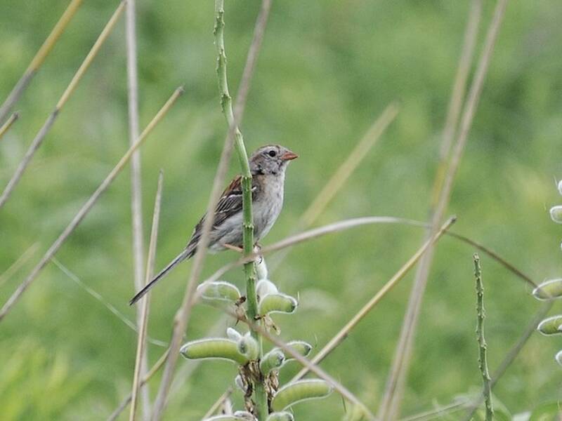 Field Sparrow