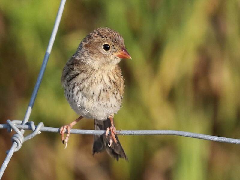 Field Sparrow, 照片 3