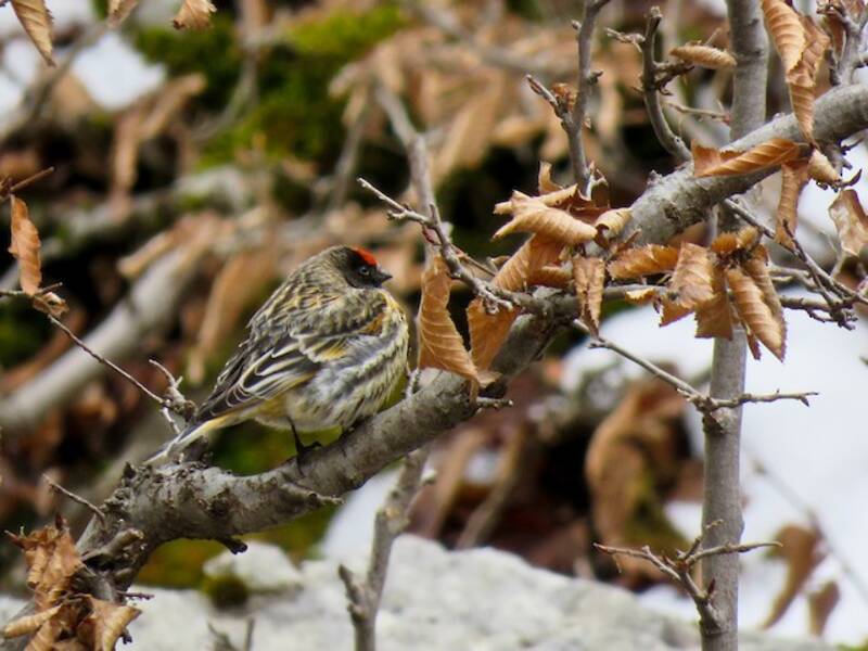 Fire-fronted Serin, Photos 2