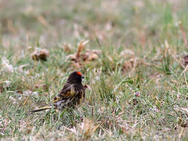 Fire-fronted Serin, Photos 3