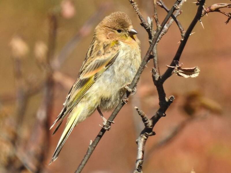 Fire-fronted Serin, Photos 4