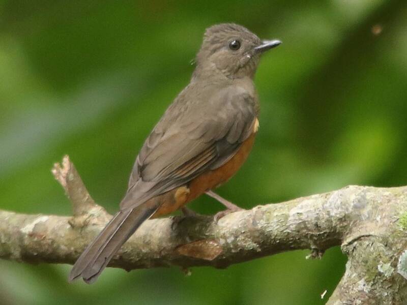Finsch's Flycatcher-Thrush, 照片 3