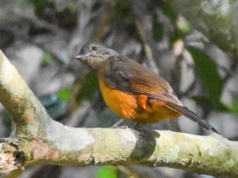 Finsch's Flycatcher-Thrush, 照片 2
