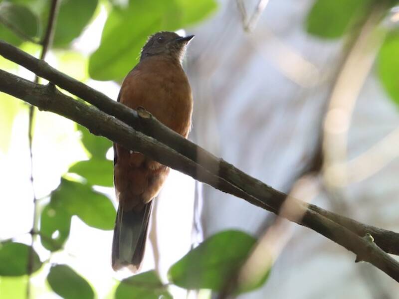 Finsch's Flycatcher-Thrush, 照片 4