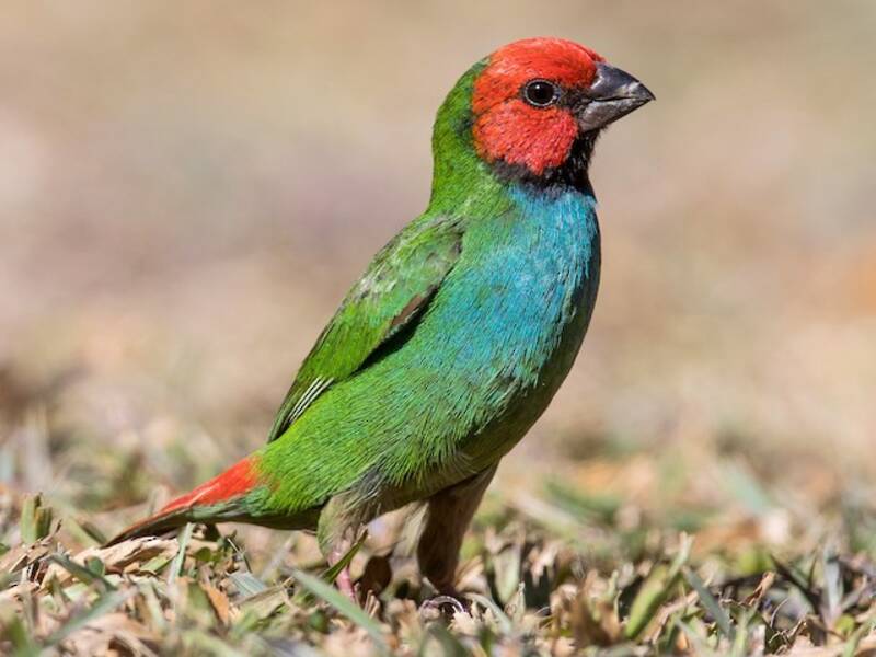 Fiji Parrotfinch