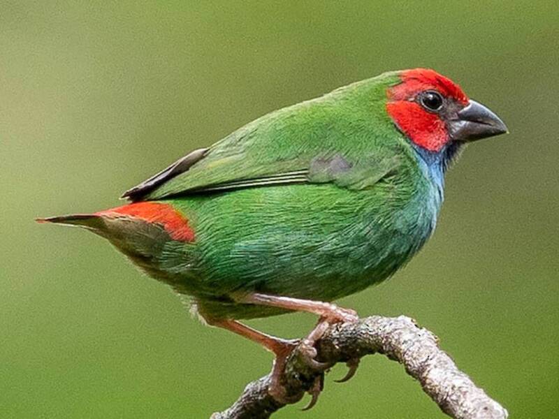 Diamante delle Figi, Foto 2