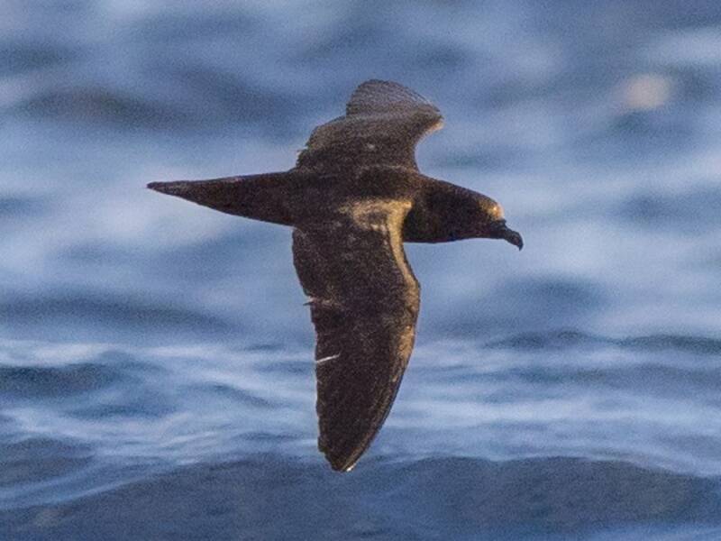 Petrel de Fiyi, Fotos 2