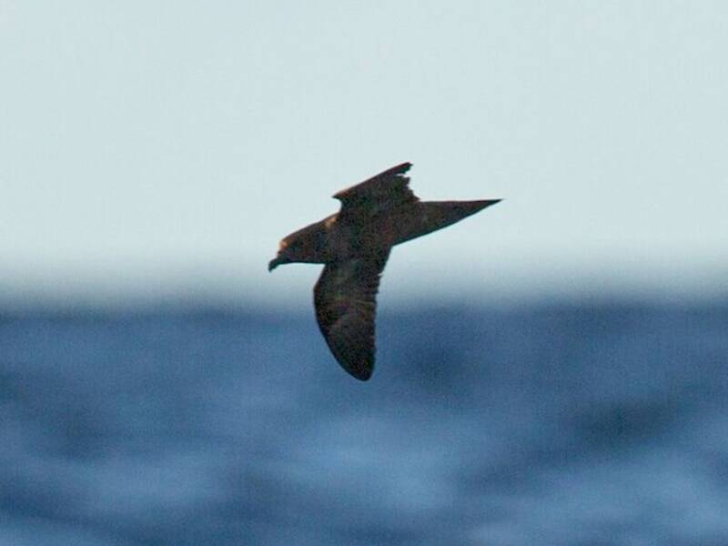 Petrel de Fiyi