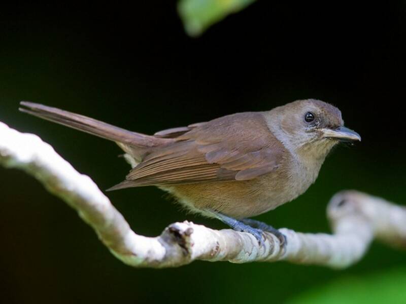 Fiji Shrikebill