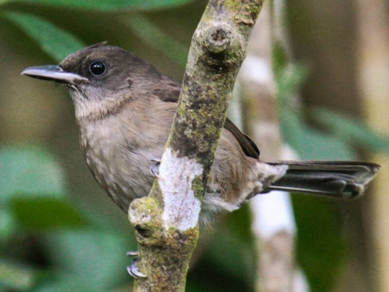 Fiji Shrikebill, 照片 2