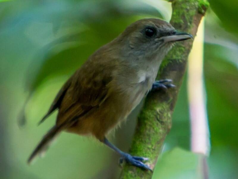 Fiji Shrikebill, 照片 3
