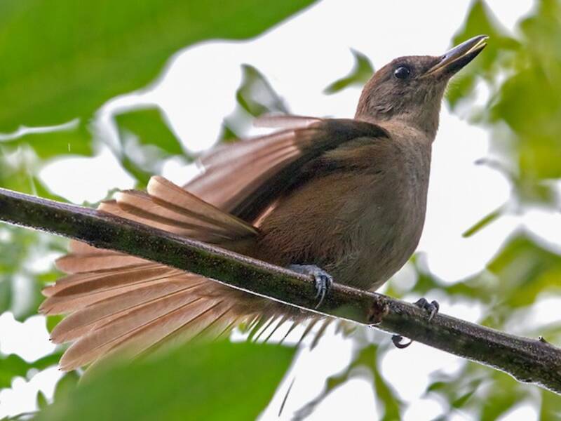 Fiji Shrikebill, 照片 4