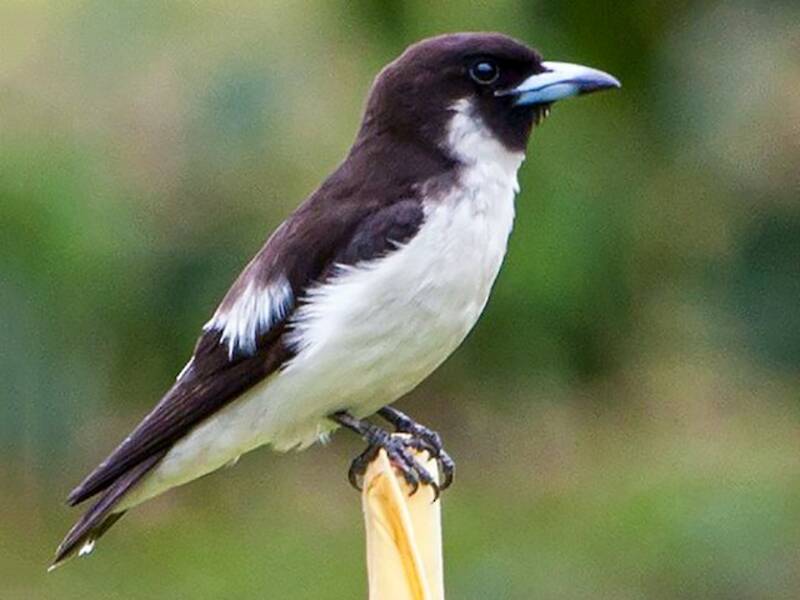 Fiji Woodswallow, Photos 3