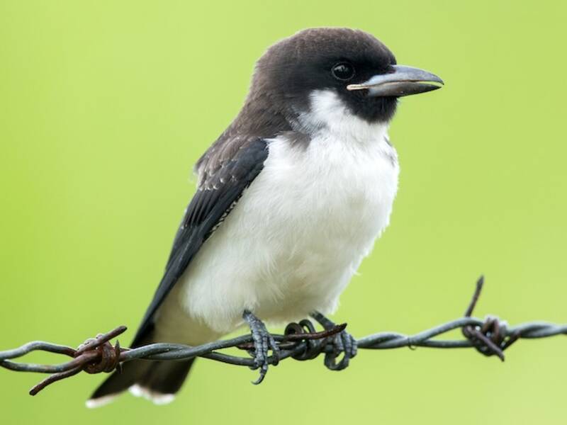 Fiji Woodswallow, Photos 2