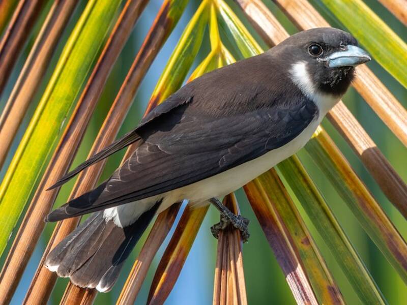 Fiji Woodswallow, Photos 4