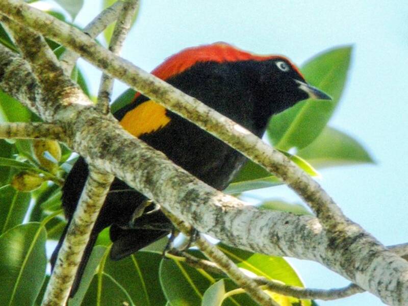 Fire-maned Bowerbird