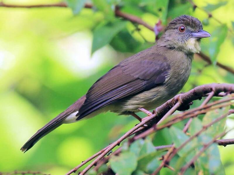 Bulbul de Finsch, Photos 4