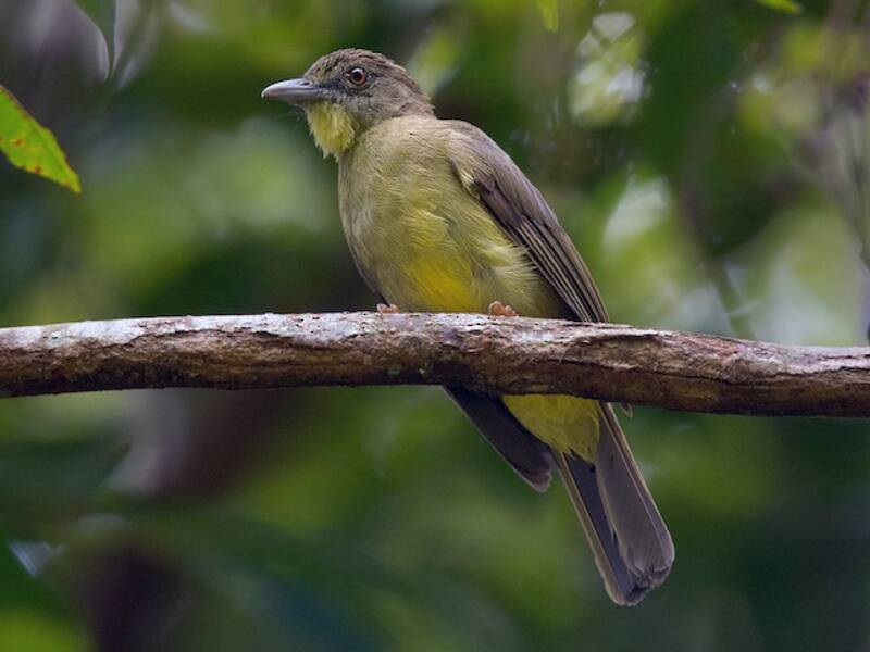 Bulbul de Finsch, Photos 2