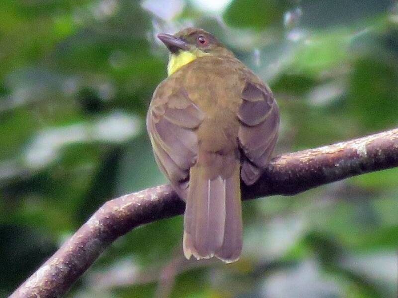 Bulbul de Finsch, Photos 3