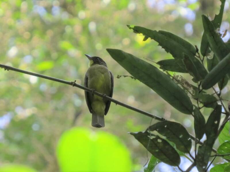 Finsch's Bulbul