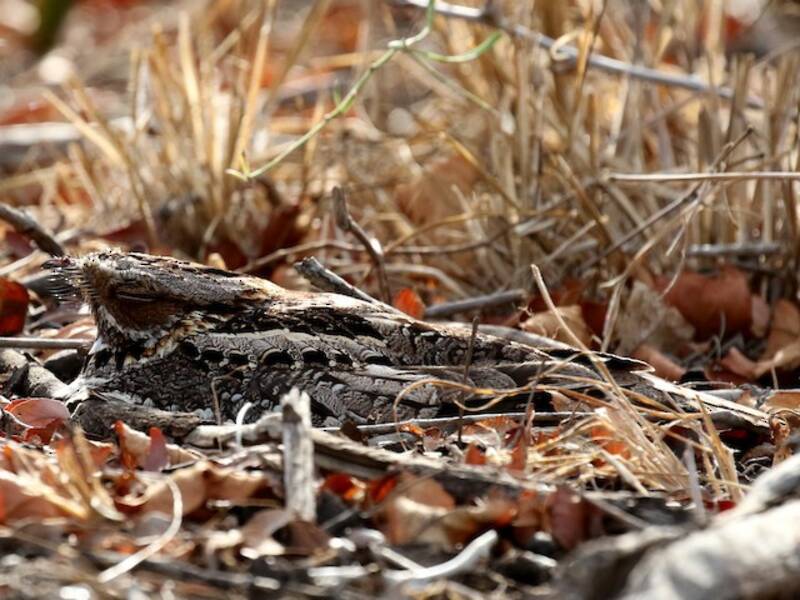 Fiery-necked Nightjar (Caprimulgus pectoralis)