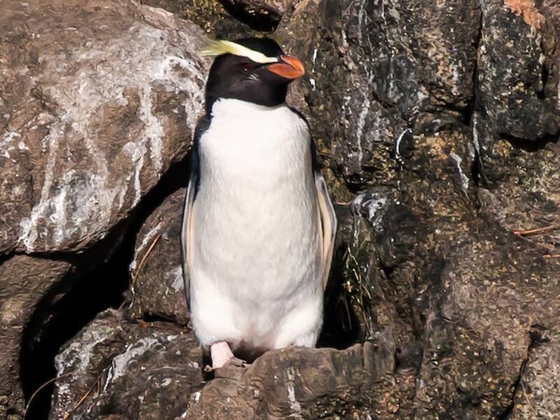 Fjordlandpinguin