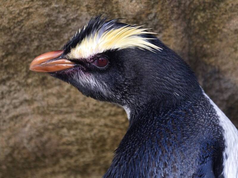 Pinguino del Fiordland, Foto 2