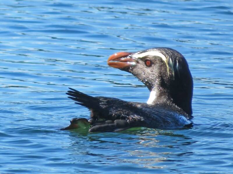 Pinguino del Fiordland, Foto 4