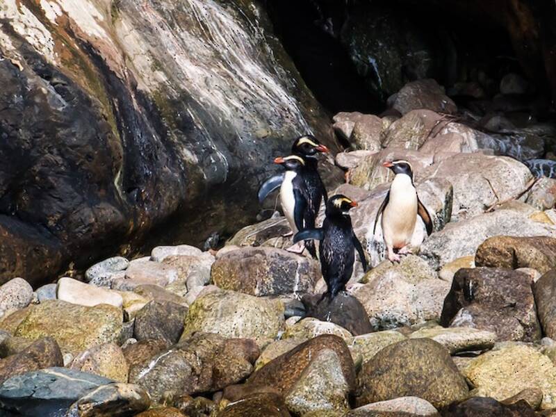 Pinguino del Fiordland, Foto 3