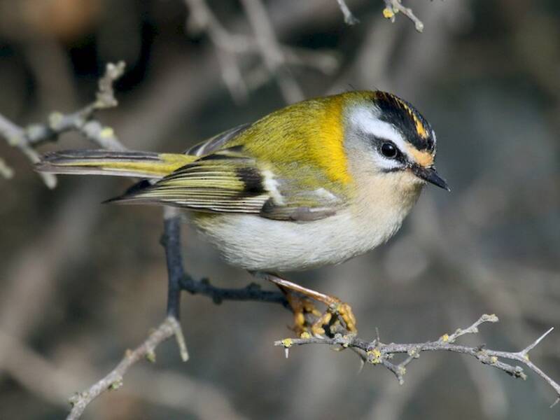 Common Firecrest (Regulus ignicapilla)