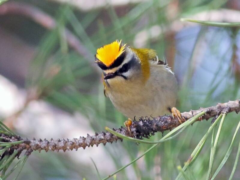Common Firecrest, Photos 3