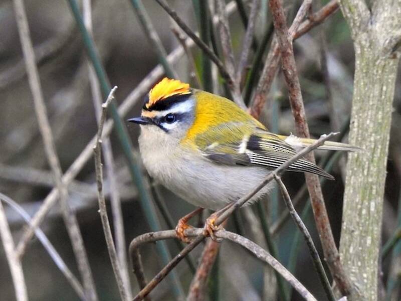 Common Firecrest, Photos 2