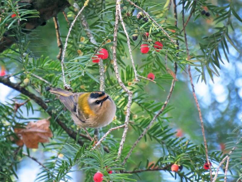 Common Firecrest, Photos 4