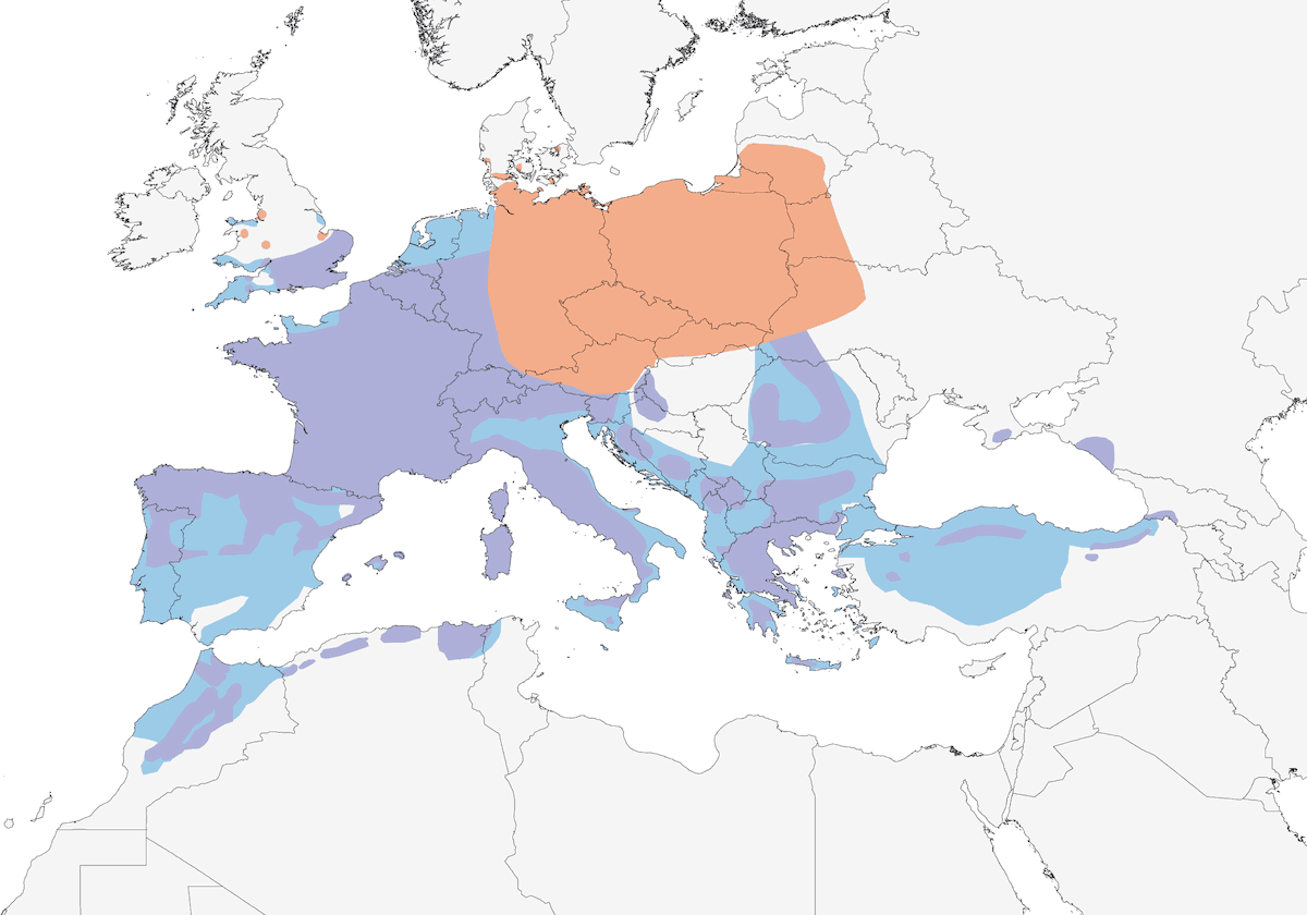 Common Firecrest, Distribution 1
