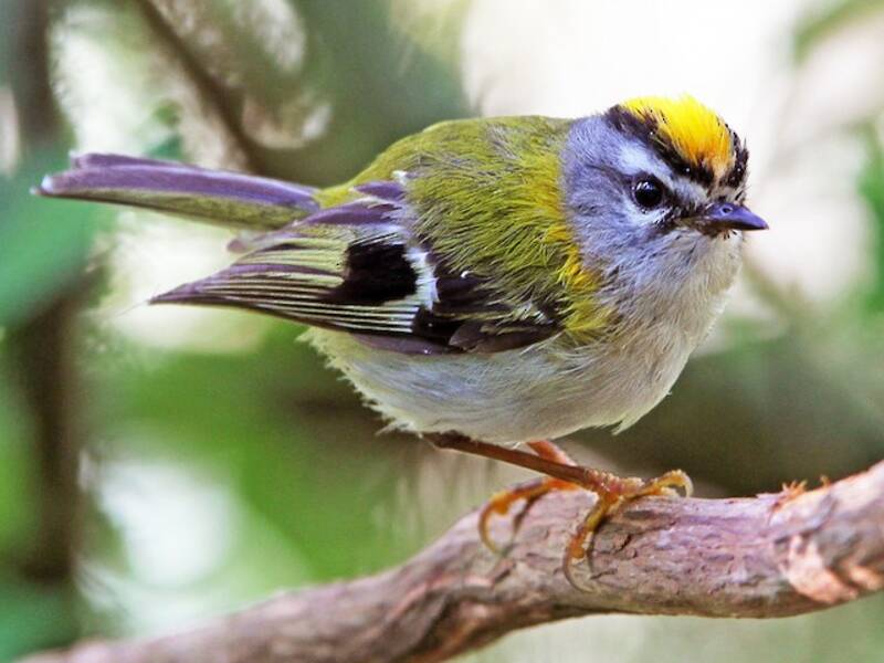 Madeira Firecrest (Regulus madeirensis)