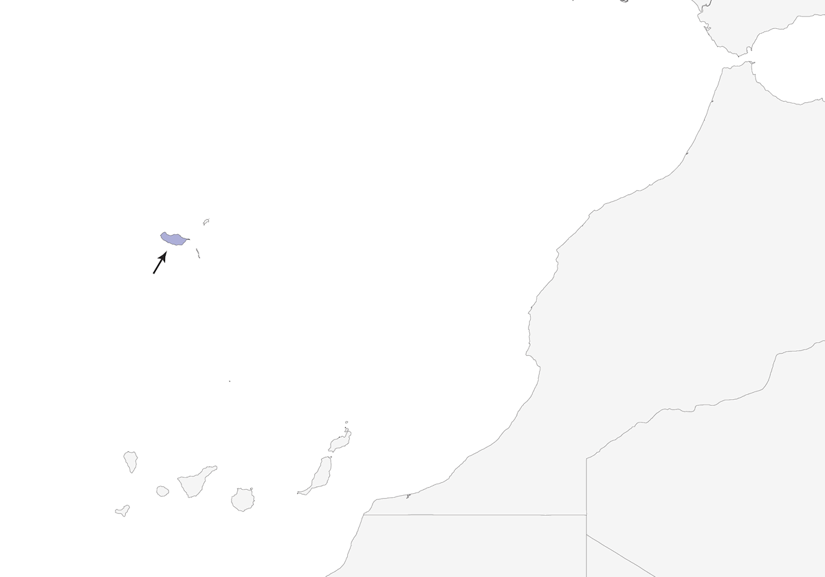 Fiorrancino di Madeira, Distribuzione 1