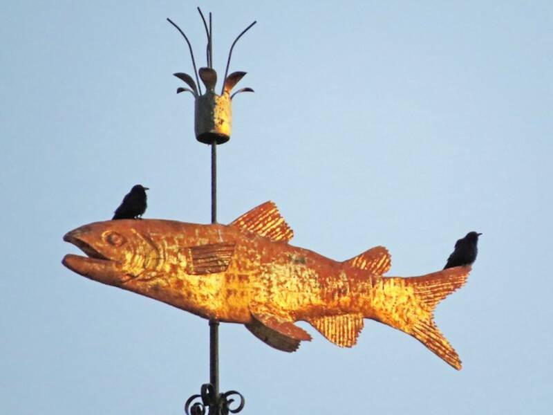 Corvo pescatore, Foto 2