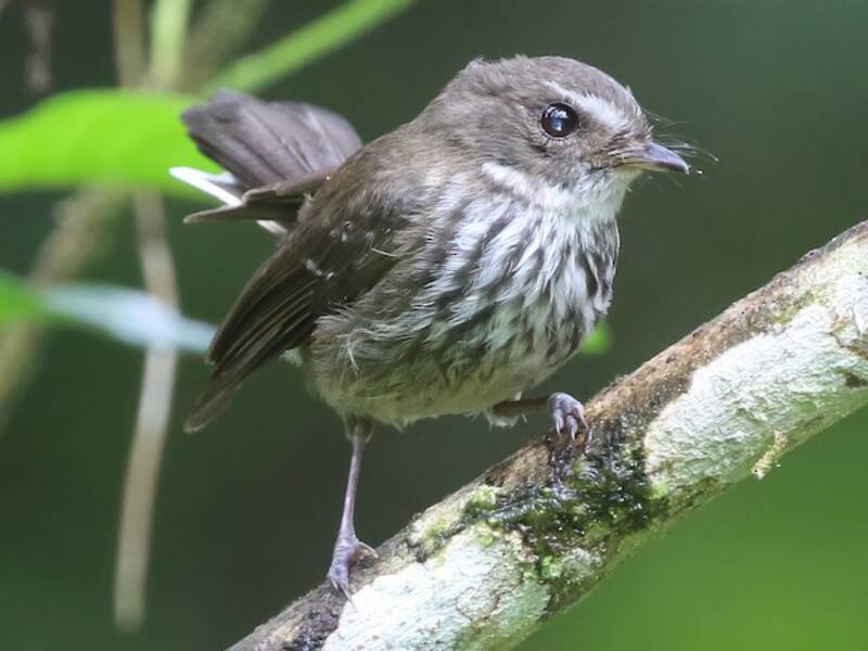 Fiji Streaked Fantail