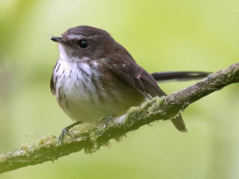 Fiji Streaked Fantail, 照片 2