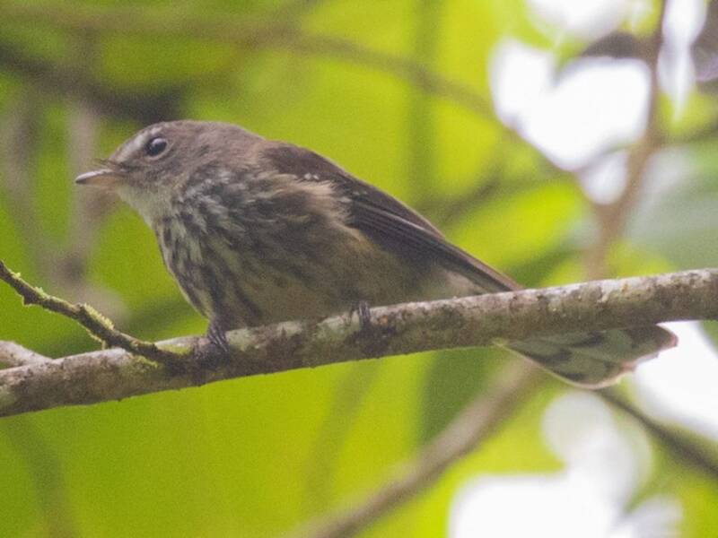 Fiji Streaked Fantail, 照片 3