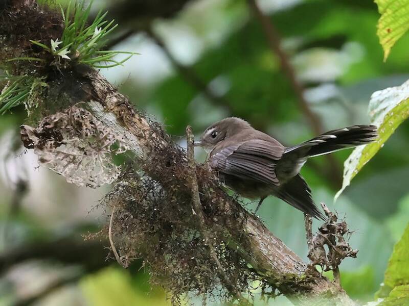 Fiji Streaked Fantail, 照片 4