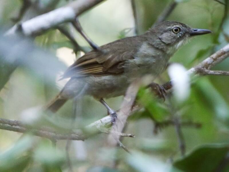 Fischer's Greenbul